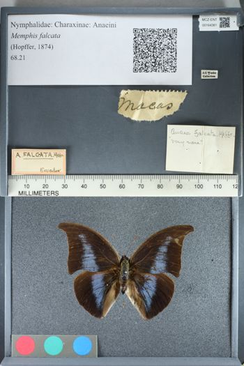 Media type: image;   Entomology 164381